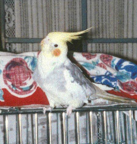 Little yellow and grey cockatiel sitting on his cage door