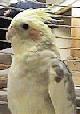 minipic of a yellow cockatiel